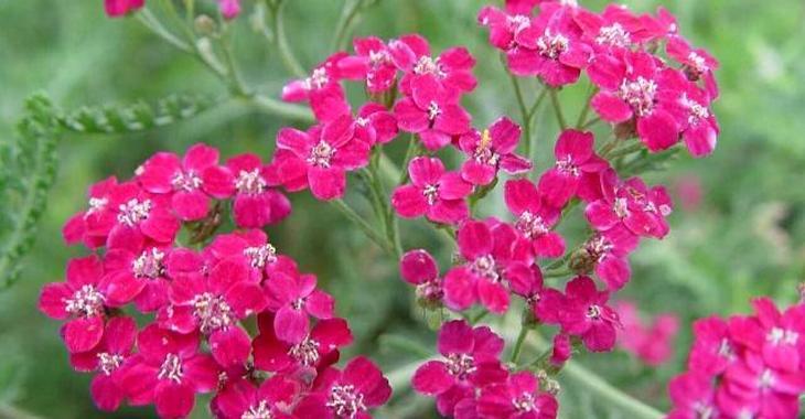 Achillea millefolium 'Red Velvet'